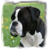 ahnen1